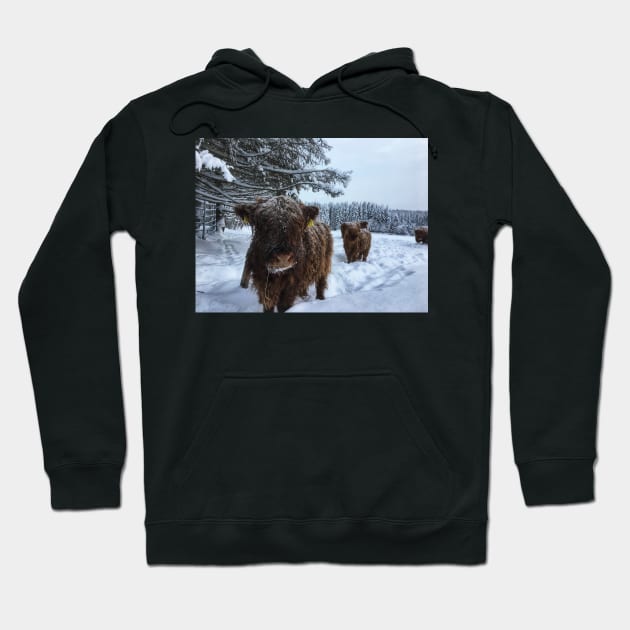 Scottish Highland Cattle Calves 1885 Hoodie by SaarelaHighland